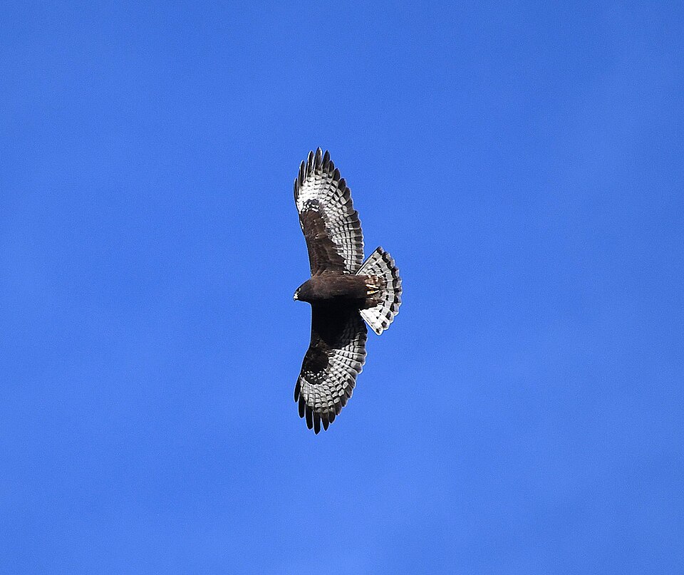 File:Short Tailed Hawk.jpg