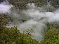 Sisangan National Forest