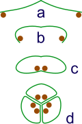 Image 20The evolution of syncarps. a: sporangia borne at tips of leaf b: Leaf curls up to protect sporangia c: leaf curls to form enclosed roll d: grouping of three rolls into a syncarp (from Evolutionary history of plants)