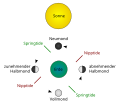 Deutsch