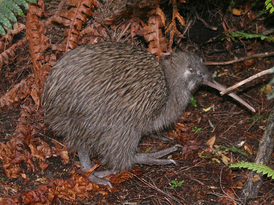 File:Tokoeka.jpg