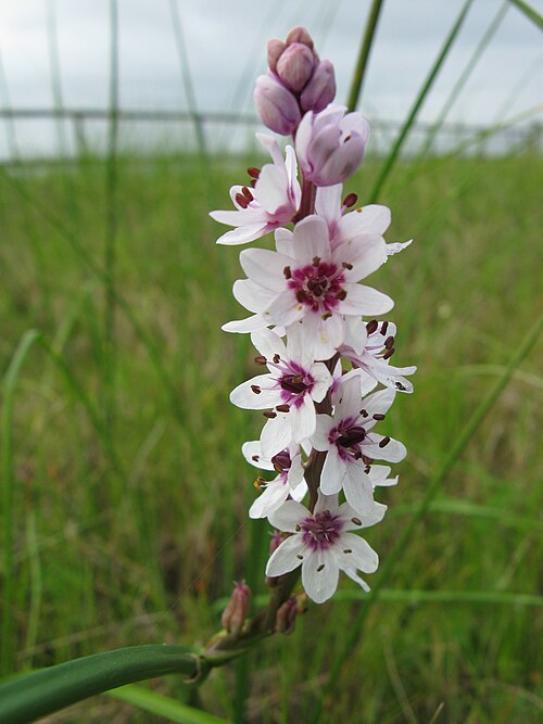 File:Wurmbea stricta 0153.jpg
