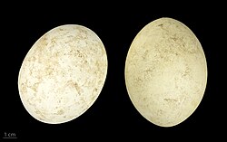 Eggs—MHNT