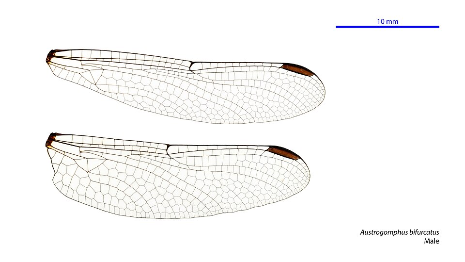 File:Austrogomphus bifurcatus male wings (34927836611).jpg