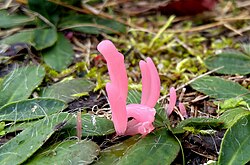 Clavaria rosea