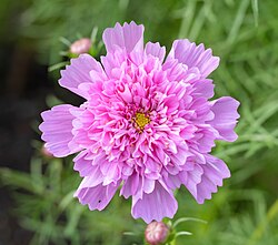 Cosmos bipinnatus in Jardin universitaire Roger-Van den Hende, Quebec city, Quebec, Canada