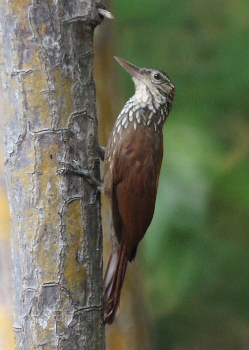 File:Dendroplex picus 2.jpg