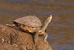 reptiles, frogs and fish