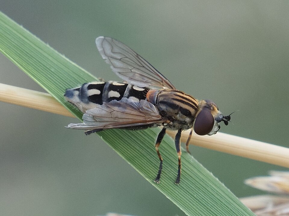 File:Lejops vittatus - inat 139603867.jpg