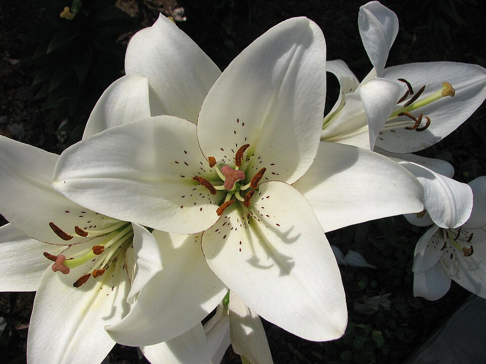 File:Lilium 'Eyeliner' 06.JPG