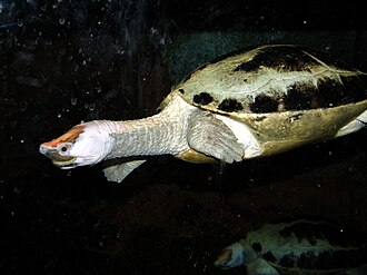 At Newport Aquarium, Newport, Kentucky