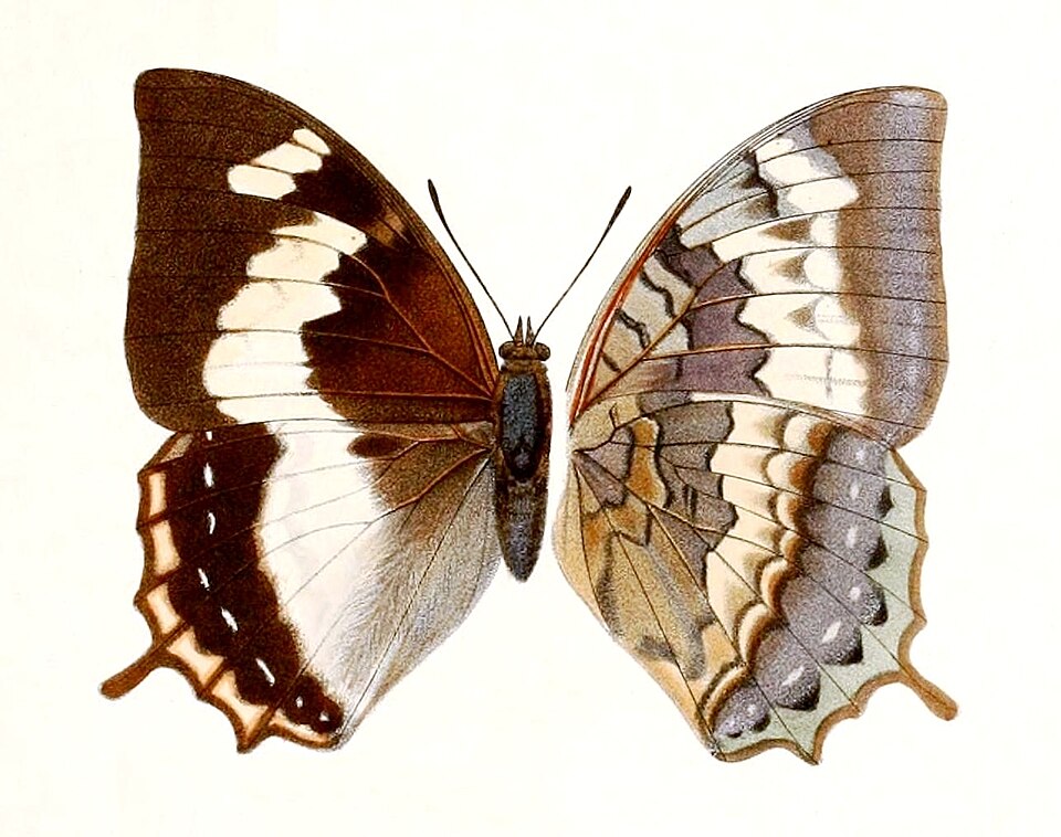 File:Novitates Zoologicae1899PlateVIII, Charaxes mars madensis, ♀.jpg