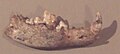 Image 44Mandible of the Bonn–Oberkassel dog from the oldest dog-human co-burial dated 14,200 years old (from Domestication of the dog)