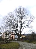 A c.200-year-old forked wych (bole girth 4 m), Čiernom Moste Park, Škultétyho, Prešov, Slovakia (2019)