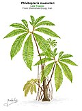 Phlebopteris muensteri life restoration