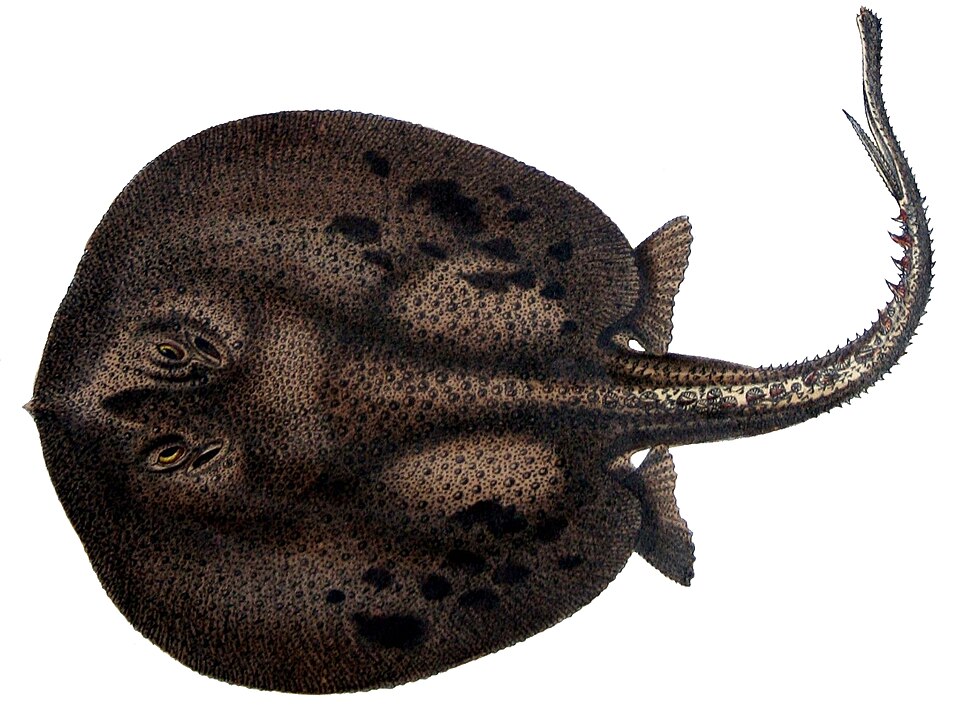 File:Potamotrygon orbignyi.jpg