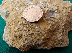 Silurian sea bed fossils collected from Wren's Nest Nature Reserve, Dudley UK