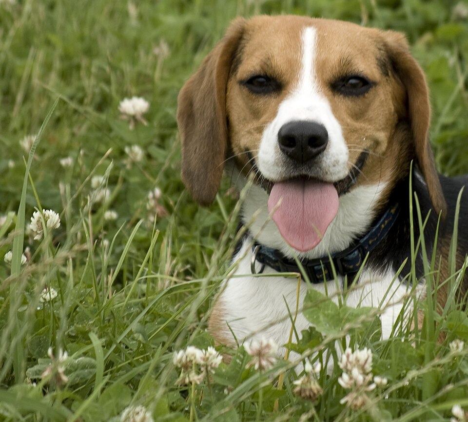 File:Beagle 001.jpg