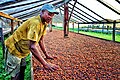 Cocoa production in São Tomé