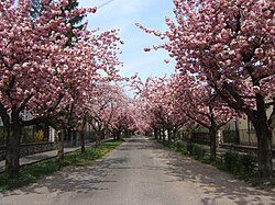 Temesvár street
