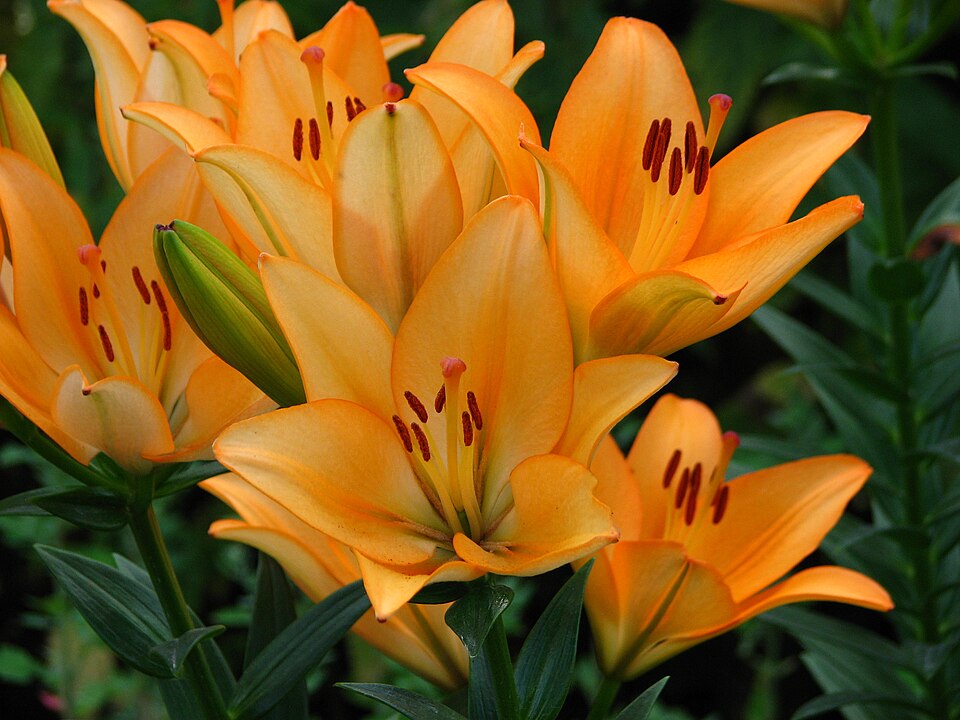 File:Lilium 'Royal Trinity' 03.JPG