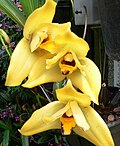 Lycaste grex hera