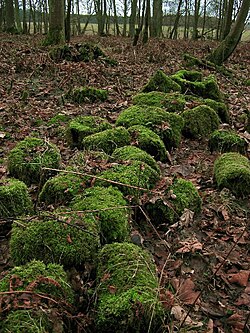 Rotting logs covered in moss