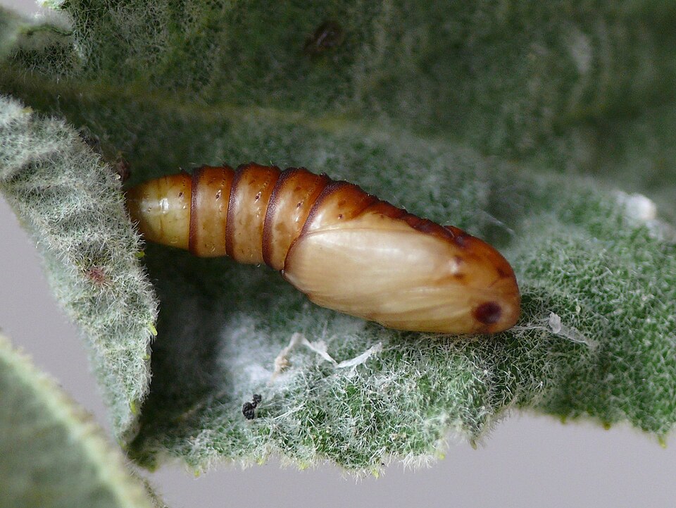 File:Pandemis cerasana Puppe (HS).JPG