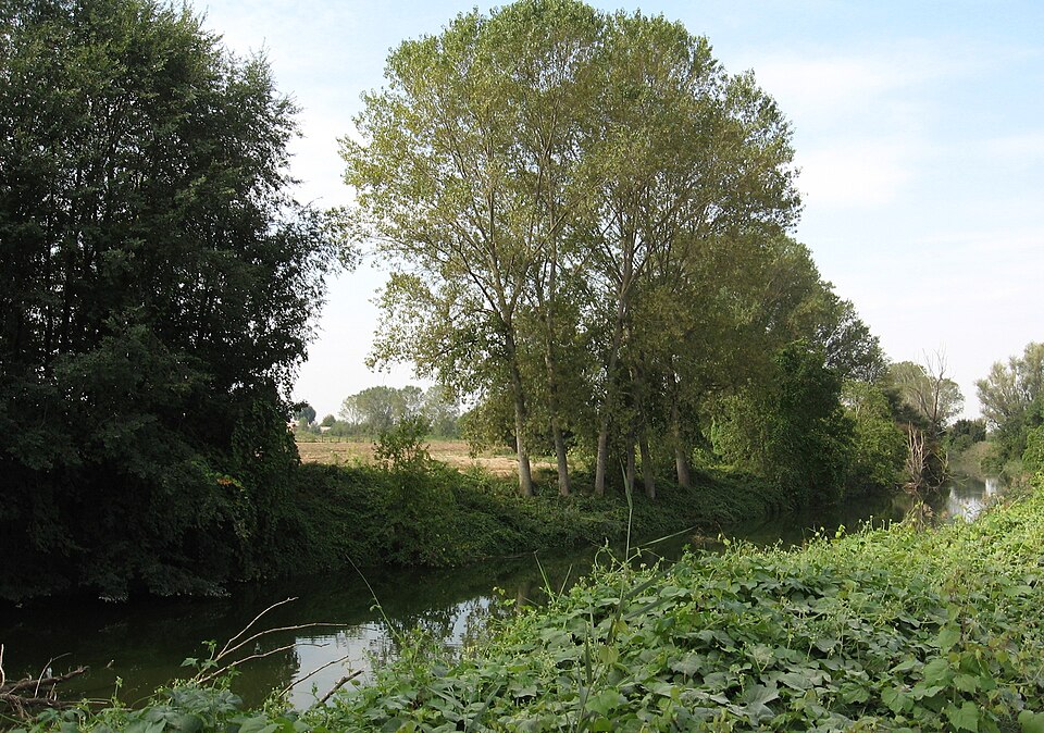 File:Parma morta.JPG