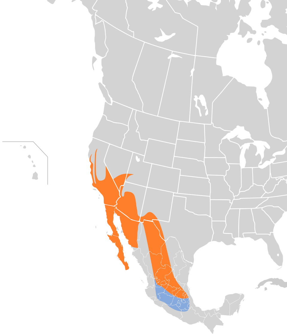 File:Phainopepla nitens map.svg