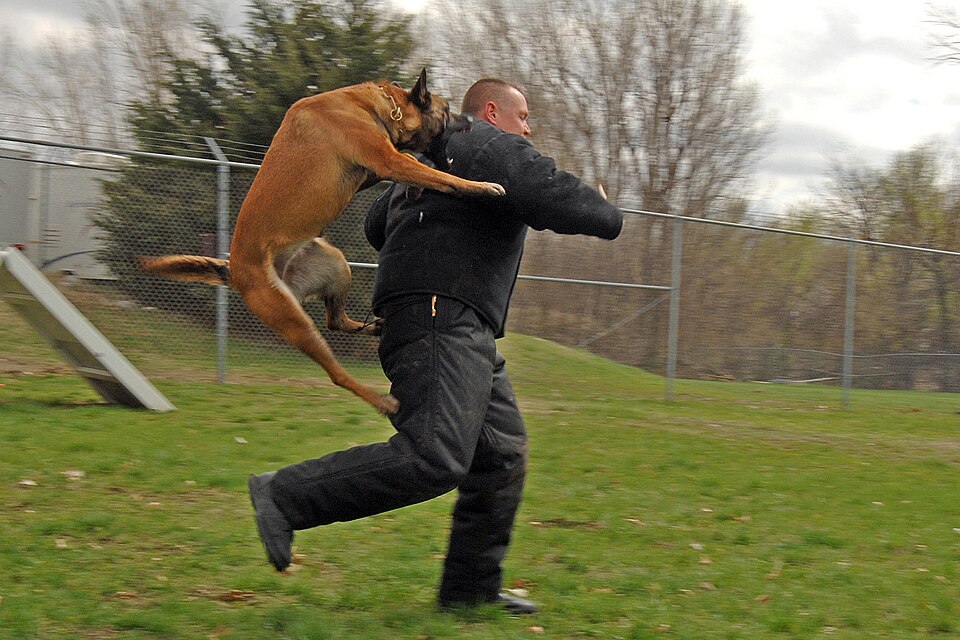 File:Police dog attack.JPG