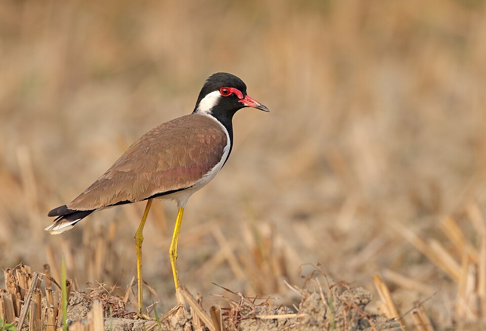 File:Red-wattled lapwing(Vanellus indicus).jpg