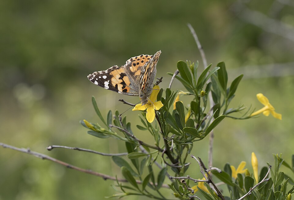 File:Vanessa cardui - Diken kelebeği 12.jpg