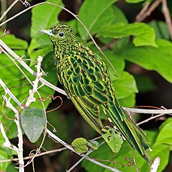 African emerald cuckoo Chrysococcyx cupreus ♂Ghana