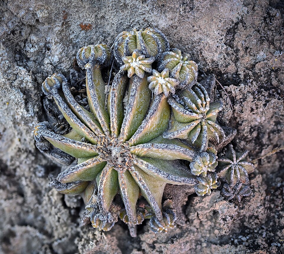 File:Aztekium hintonii 3.jpg