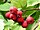 Stub icon