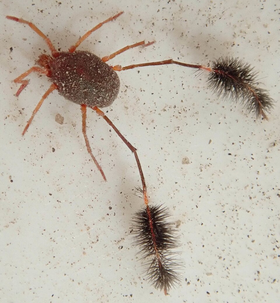 File:Eatoniana namaquensis 46890856.jpg