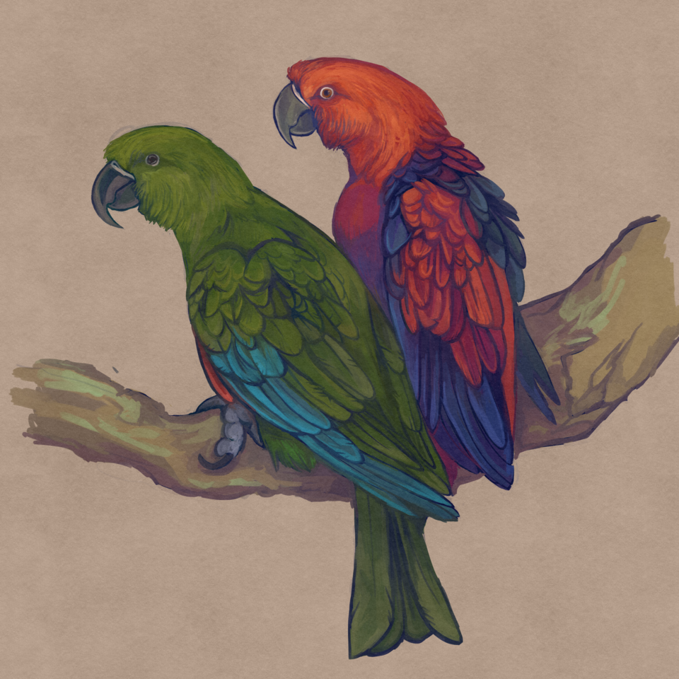 File:Eclectus infectus male and female.png