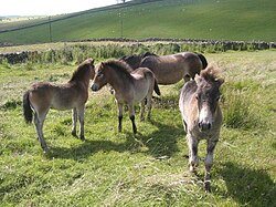 Four small grey ponies in a grassy field.