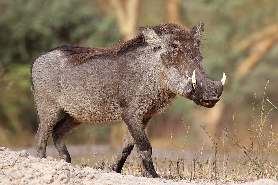 File:Nolan warthog (Phacochoerus africanus africanus).jpg