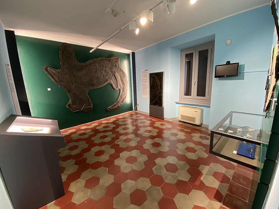 File:Sala Besanosaurus.jpg