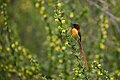 A fire-tailed sunbird rests lightly on a flowering branch inside Sagarmatha National Park, Nepal.