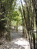 Bamboo Garden