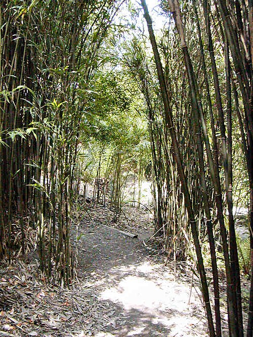 File:Trebah Bamboo.JPG