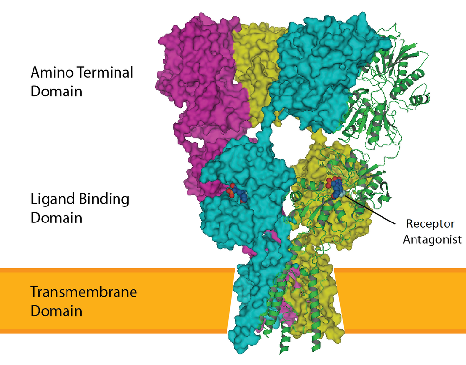 File:AMPA receptor(cropped).png