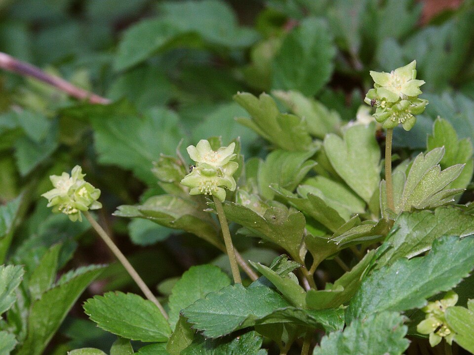 File:Adoxa moschatellina 210406a.jpg
