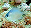 Image 68Most coral reef fish have spines in their fins like this damselfish. (from Coral reef fish)