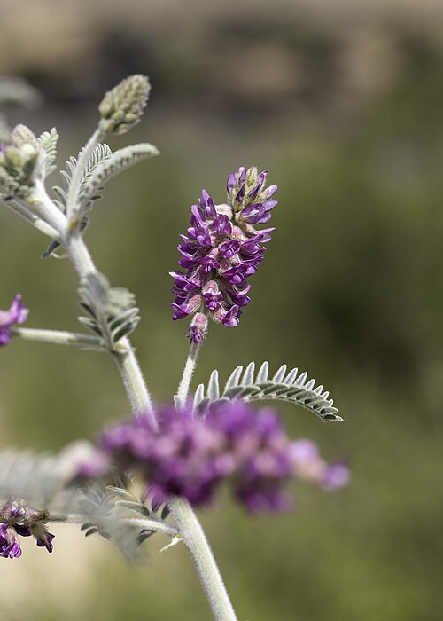 File:Astragalus brauntonii 189814020.jpg