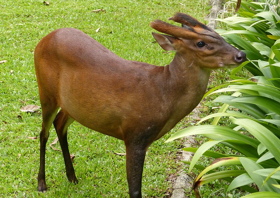 File:Barking Deer (Muntiacus muntjak) (8753624038).jpg