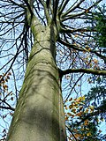 Thumbnail for version as of 13:41, 16 January 2008